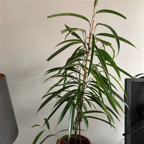 Propagating Your Ficus Alii: Step-by-Step Guide