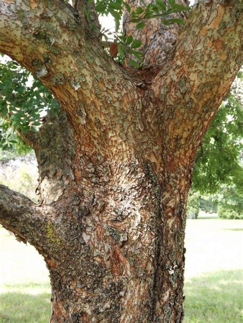 Ulmus parvifolia 'Elsmo' - Elsmo Chinese elm, Elsmo lacebark elm | The ...
