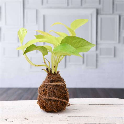 Buy Pack of 3 Trendy Moss Balls - Kokedama online from Nurserylive at ...