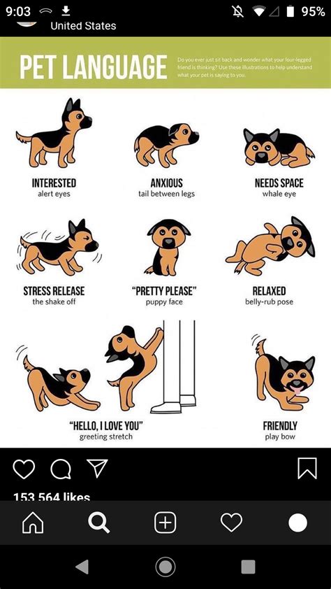 Dog Body Language Chart