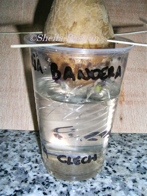 Image result for Vegetative Reproduction Potato