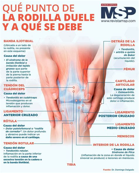 Partes De La Rodilla