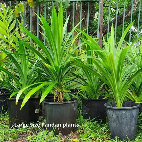 How Much Water Does A Pandan Plant Need & Ultimate Care Tips