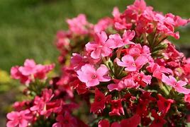 Image result for Small Pink Wildflowers