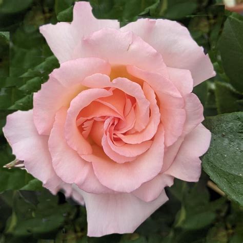 Buy rose Compassion (climbing hybrid tea) Rosa 'Compassion': Delivery ...
