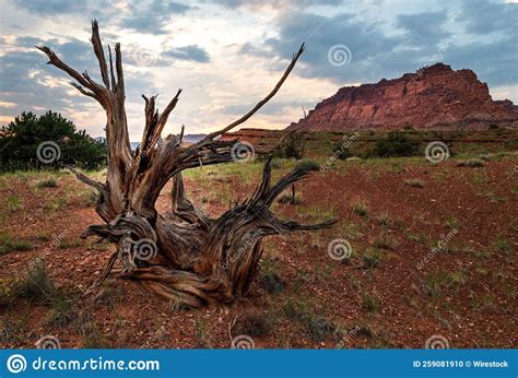 Image result for Old Fallen Tree Trunk