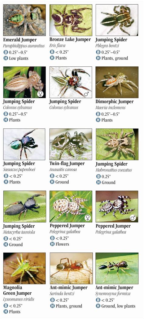 Spiders of Alabama and Mississippi – Quick Reference Publishing Retail