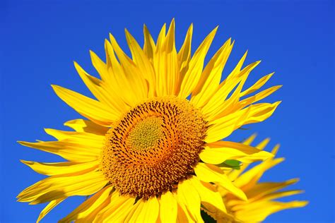 Image result for Sunflower Optimization Algorithm