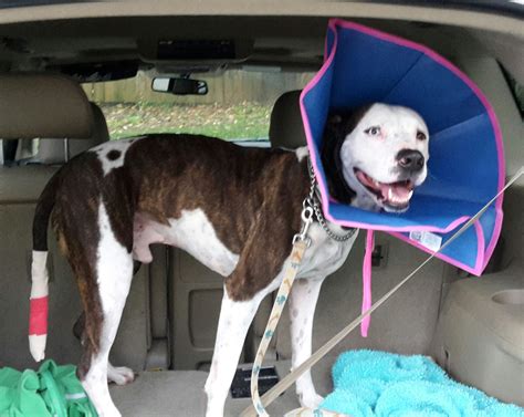 What is Happy Tail Syndrome in Dogs?