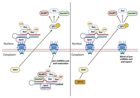 RANBP1 (RAN Binding Protein 1): The Missing Genetic Piece in Cancer ...