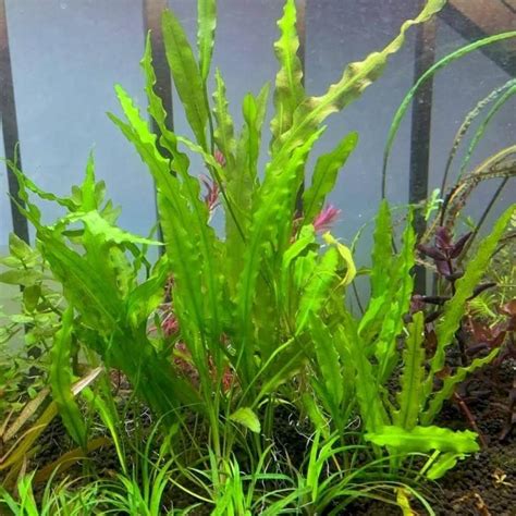 Foxtail Aquarium Live Plant,Live Plant for Foxtail Aquarium (Pack of 15 ...