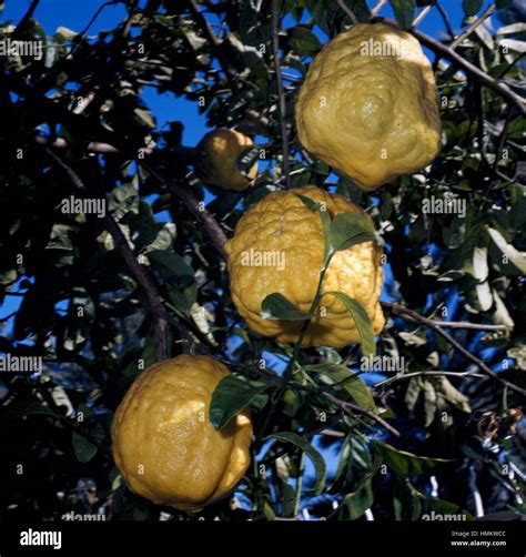 Citron (Citrus medica), Rutaceae Stock Photo - Alamy