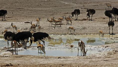 How noise pollution interfere animals`survival in the wild ...