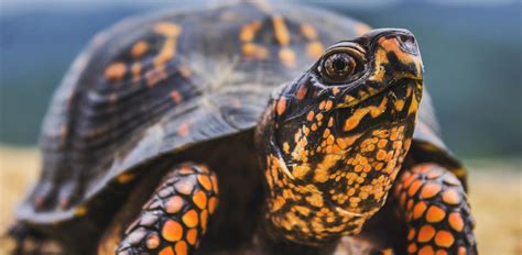 Oakland Zoo | Eastern Box Turtle