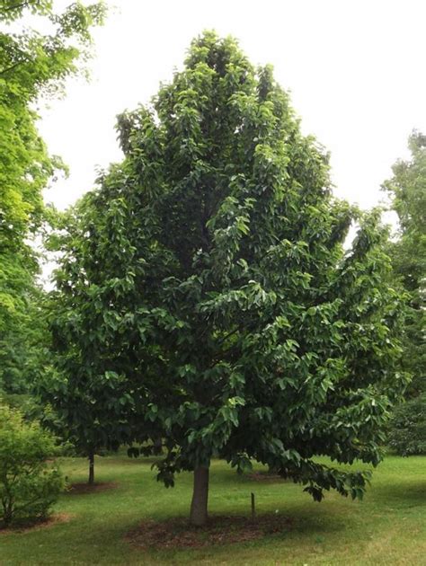 Magnolia acuminata - cucumber-tree magnolia | The Dawes Arboretum