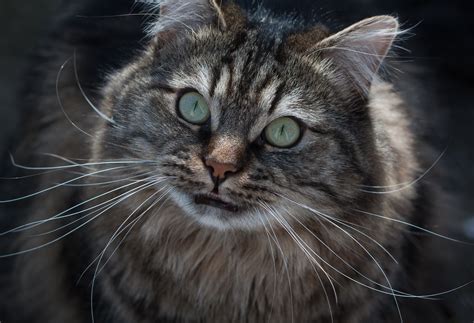 Free Images : fauna, whiskers, vertebrate, siberian, maine coon, tabby ...