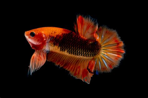 The Orange Betta Fish: Varieties, Breeding and Care - Keeping Fish