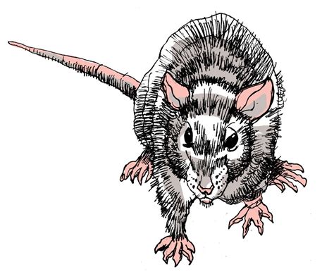 scary rat drawing