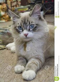 ragdoll mix ragdoll mix kitten stock image image of gorgeous ragdoll mix ragdoll mix kitten stock image image of gorgeous