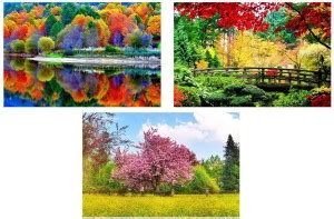 Beautiful Trees Nature Sticker Poster Combo|Decorative Wall Interior ...