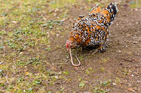 Do Owls Eat Chickens? A Guide for Poultry Owners - City Life to Farm Life