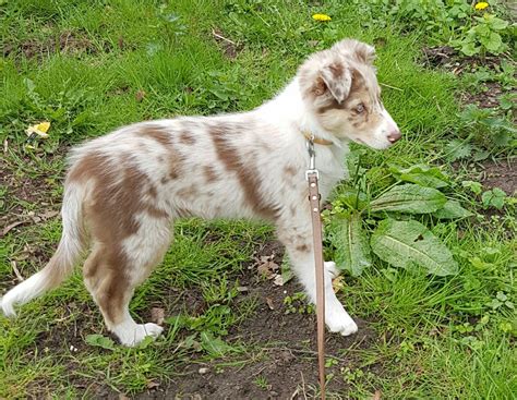 Chocolate Blue Merle Australian Shepherd