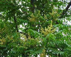 Image result for Basic Handicraft