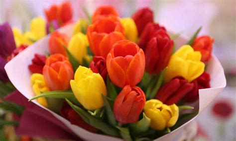 Image result for Bunga API Kucing