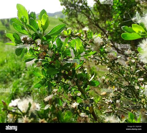 coyote brush (Baccharis pilularis) Plantae Stock Photo - Alamy