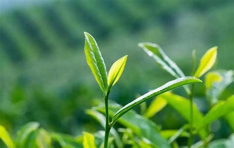 茶叶为原料开发茶饮品深加工价值大前景广阔_副产品