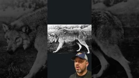 Image result for Wolves Come Back