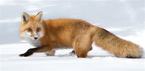 霸气的九尾狐名字,狐狸的古风名字,带有九尾狐的昵称_大山谷图库