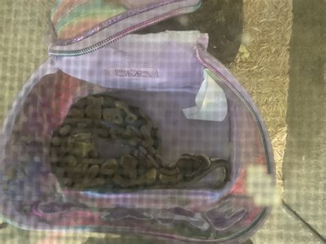 Wicked Wicked Reptiles Ball Python 的图像结果