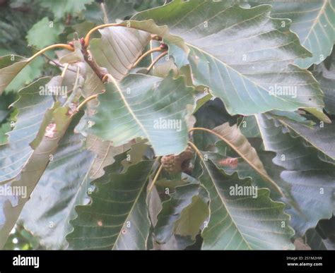 swamp chestnut oak (Quercus michauxii Stock Photo - Alamy