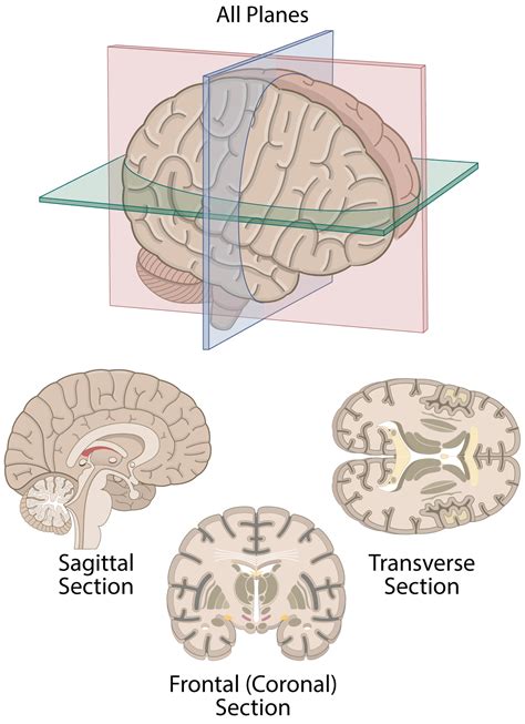 Body Planes Diagram PPT The Planes Of The Body PowerPoint