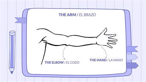 Body Parts in Spanish: The Only Guide You'll Need | Readle