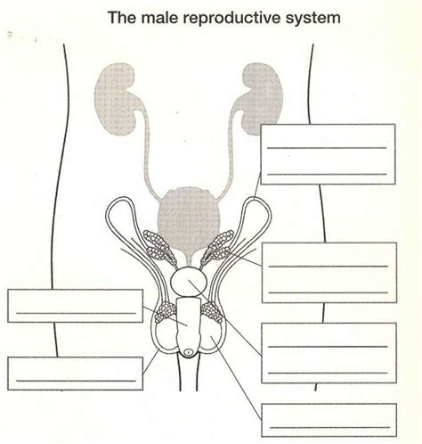 Image result for Male Reproductive System Example