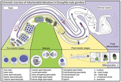 IJMS | Special Issue : Drosophila: A Versatile Model in Biology and ...