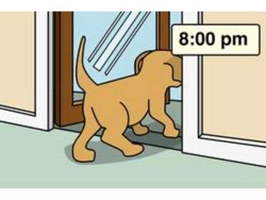 How to Housebreak a Dog in 7 Days | Cuteness