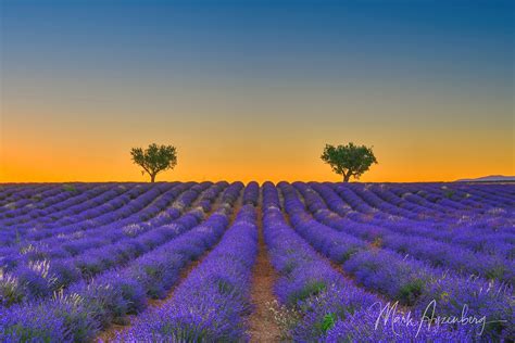 Provence Golden Lavender - Medmic