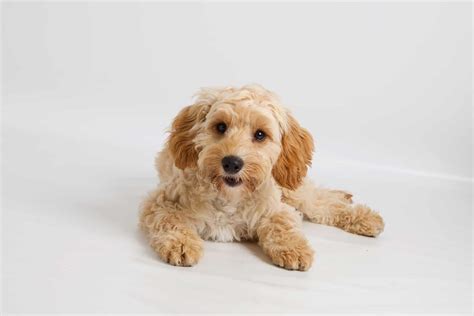 Image result for Cheap Cockapoo