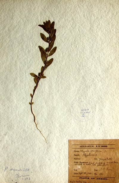 polygala_arvensis.