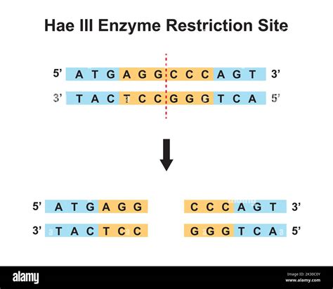 Hae III Enzyme Restriction Site. Vector Illustration Stock Vector Image ...