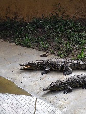 Kalimba Reptile Park (Lusaka) - 2020 What to Know Before You Go (with ...