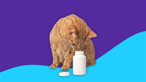 Amoxicillin dosage for cats: What you should know | SingleCare