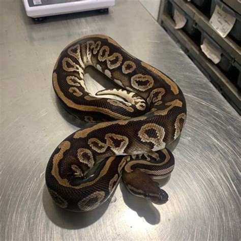 Image result for Lace Ball Python