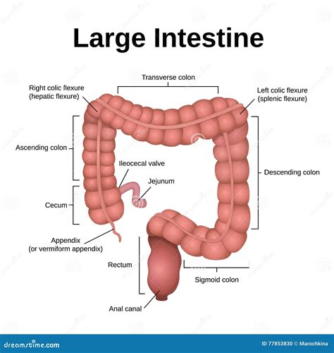 Small Intestine Diagram Anatomy