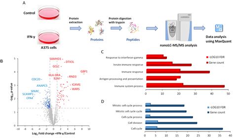 Tryptophanyl-Transfer RNA Synthetase Is Involved in a Negative Feedback ...
