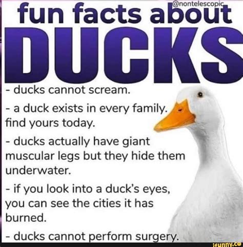Fun facts a - ducks cannot scream. - a duck exists in every find yours ...