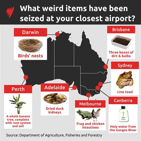 Duck kidneys, toads, and birds' nests: The weird items seized at Australian airports | SBS News